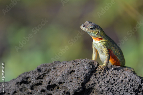 Lagartija de lava hembra - Islas Galápagos - Ecuador