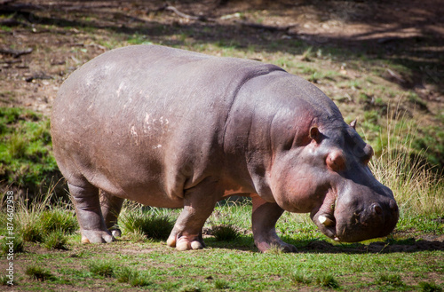 The common hippopotamus, Hippopotamus amphibius, or hippo. Large, mostly herbivorous, semiaquatic mammal looks for food on land in grass.