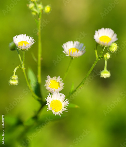 Erigeron annuum is an annual or biennial herb with white flowers and yellow tubular flowers in the center, which is a harmful weed. 