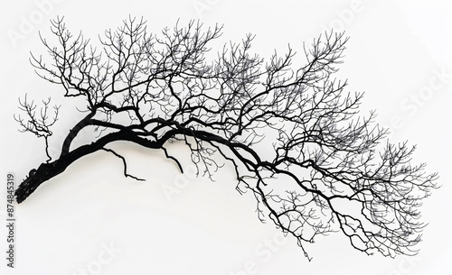 Black tree branches silhouetted on a white background, in a flat lay. Isolated dead wood and leafless foliage provide a natural background or decoration concept