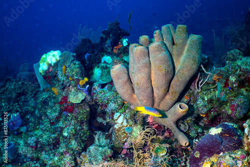 coral reef with fish