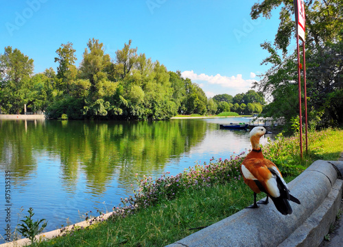 Ruddy shelduck by a pond in the Gorky Park in Moscow, Russia on a sunny summer day