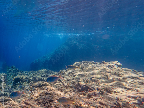 Vista subacquea della barriera corallina con pesci e coralli 448