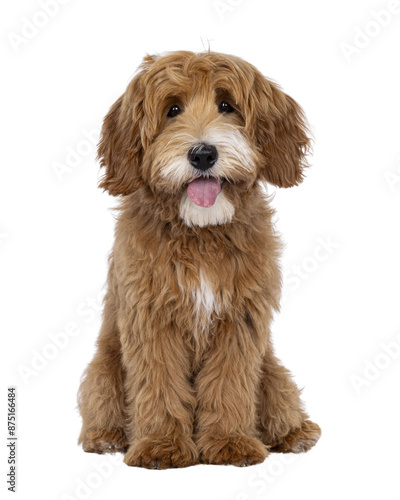 Happy labradoodle dog puppy sitting up facing front. Looking straight to camera with tongue out. Isolated cutout on a transparent background.