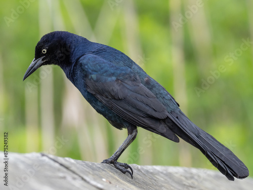 close up of an adult male Boat-tailed Grackle