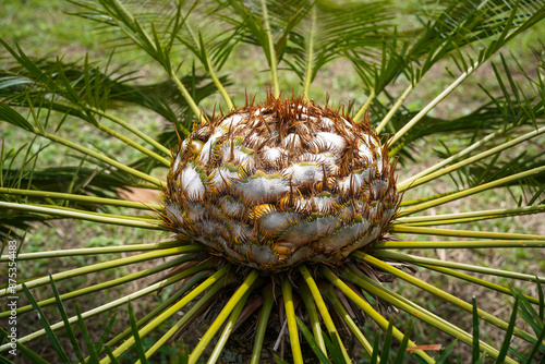 Cycas revoluta, Sago palm tree. Exotic tropical plant. Growing palm trees for starch. Close up.