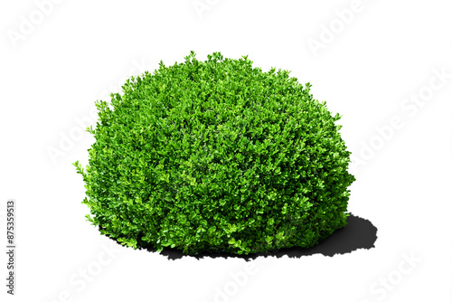 Buxus sempervirens boxwood round spherical green bush isolated. Transparent PNG image.