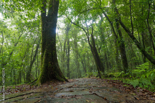 Mawphlang Sacred forest or lawkyntang is an ancient forest preserved by the local khasi people near shillong meghalaya green mossy forest in India.