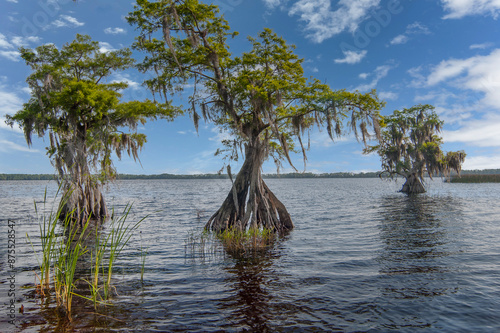 Three aging cypress trees with hollow spaces in the wide base, with the outer layers of the buttress continuing to support the trees. Spanish Moss hangs from the branches in this tropical scene.