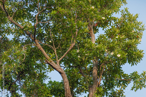 The crown of a flowering Loblolly Bay Tree, Gordonia lasianthus, with green leaves, white flowers, and a branching trunk. Loblolly Bay is native to the southeast US moist forests and coastal plains.