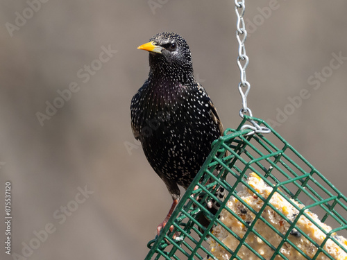 Brightly plumaged European Starling perched on a suet bird feeder