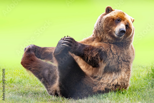 funny grizzly bear doing yoga playing with her feet sitting on her butt leaning backward in silly pose, green background