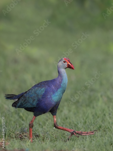 Grey-headed Swamphen is a species of Swamphen occurring from the Middle East and the Indian subcontinent to southern China and northern Thailand. Very common in Indian water bodies.