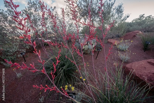 Catus plants and desert flora and fauna at the Red Hills Desert Garden, St. George, Utah, United States of America.