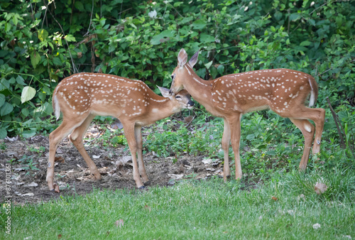 two baby deer caressing each other