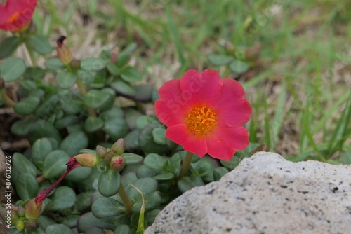 ポーチュラカの花が咲いている