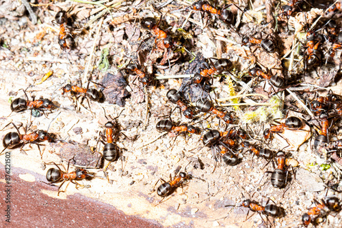 Ameisen am Haus und im Garten