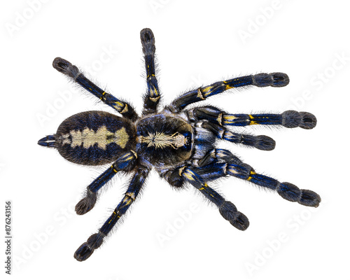 Spectacular male Poecilotheria metallica aka Peacock Tarantula. Top view, isolated cutout on a transparent background.