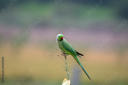 The rose-ringed parakeet (Psittacula krameri), also known as the ring-necked parakeet, ringneck parrot (in aviculture) or the Kramer parrot