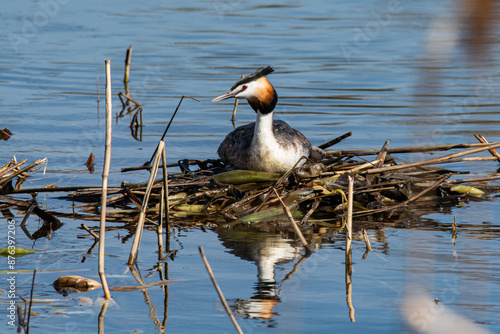 Great crested grebes mating