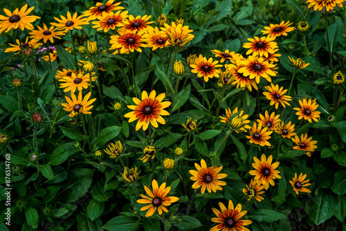 Photo full of yellow, brown, orange rudbeckia flowers in an outdoor garden space.