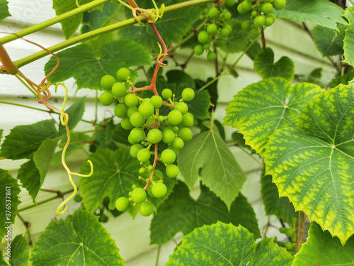 Verdant Vineyard: Young Grape Cluste. Lush green grapevine with a cluster of young grapes.