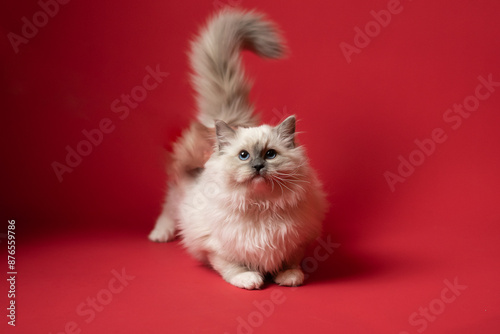 Sesión de fotos en estudio para gatos raza Ragdoll 