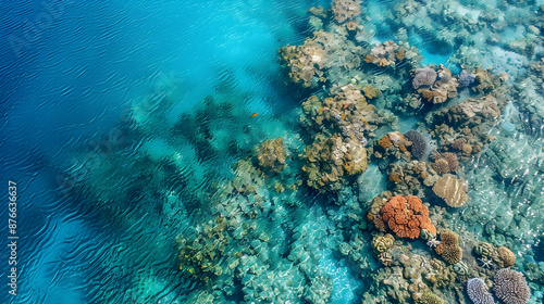 A bird's-eye view of a vibrant coral reef teeming with marine life, set against the backdrop of clear turquoise waters