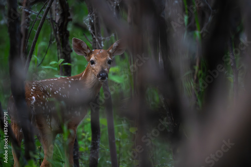 Bambi - Young Fawn - Deer