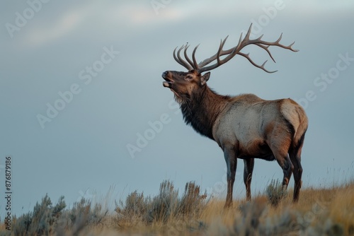 a large bull elk bugling on a ridgeline in Montana outside of Yellowstone National Park