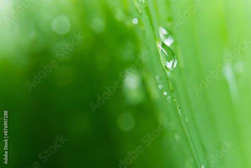 Raindrops on leaves after rain