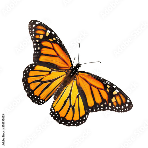 monarch butterfly with detailed orange and black wings captured mid-flight. Perfect for nature and wildlife projects. on a white background.