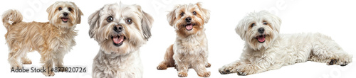 Adorable Maltese Dogs in Various Poses on Transparent Background - Standing, Portrait, Sitting and Lying