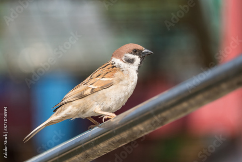 The Eurasian Tree Sparrow (Passer montanus) is a charming passerine bird with a rich chestnut crown and nape, adorned by a distinctive black patch on each pure white cheek.