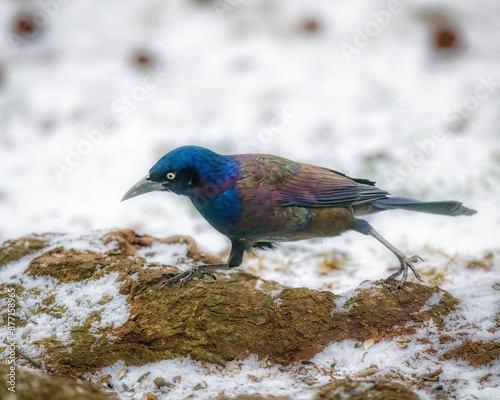 Common Grackle. A blackbird is walking on snow ground, looking for food.