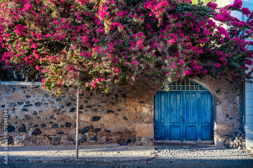 Santa Maria streets, tree in flowers at dusk, Sal Island, Cabo Verde