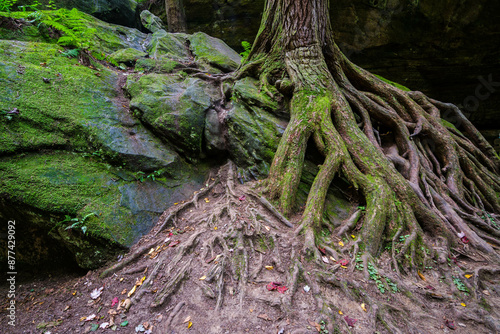 Roots Hocking Hills Ohio usa