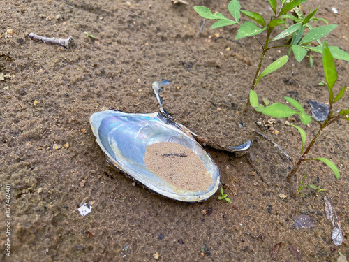 In summer, an open mother-of-pearl shell can be seen in the sand on the beach