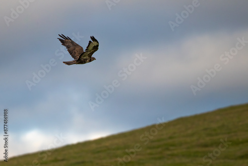 Bird of prey Buteo buteo flying over the meadow. The meadow and the cloudy sky are out of focus.