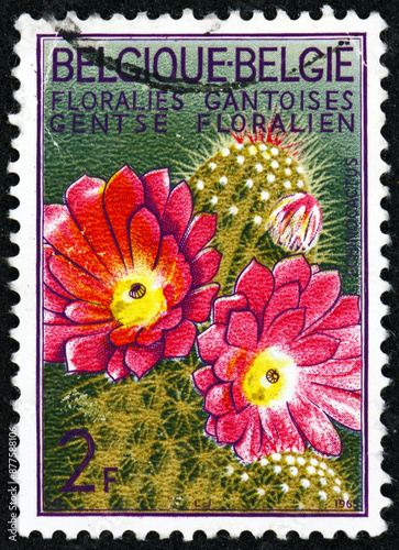 Postage stamp Belgium 1965 hedgehog cactus, echinocereus fendleri