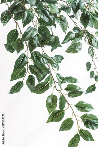 A close-up view of green plant leaves with intricate details