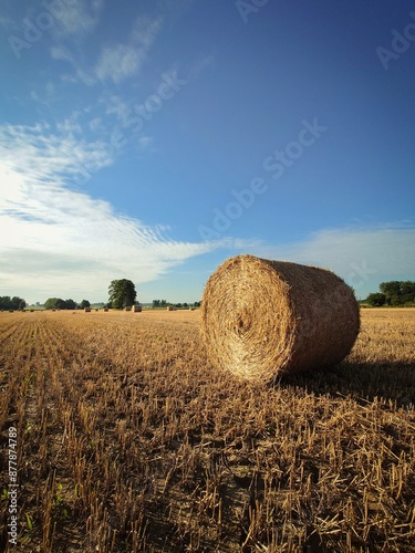 Pole po żniwach