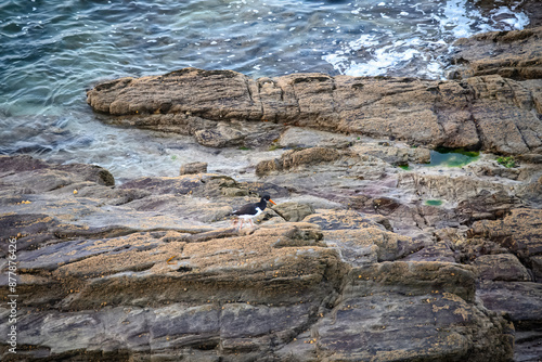 Oystercatcher haematopus ostralegus perched on rocks in the sea