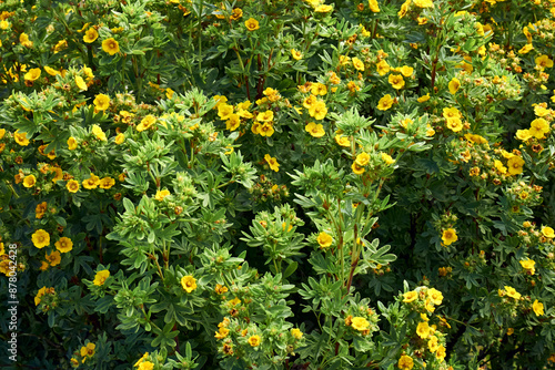 Lush green bush of Potentilla fruticosa or cinquefoil blossoming with bright yellow flowers.