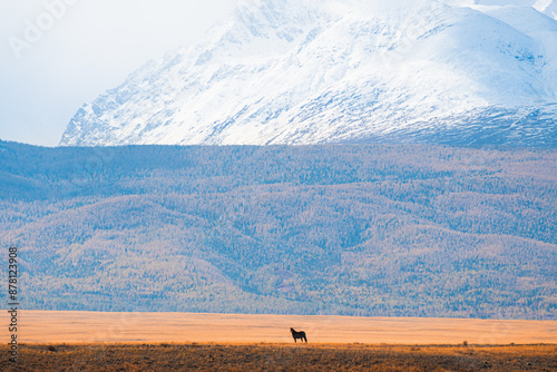 Horse grazing in the mountains at sunset. Autumn landscape in Altai, Siberia, Russia.