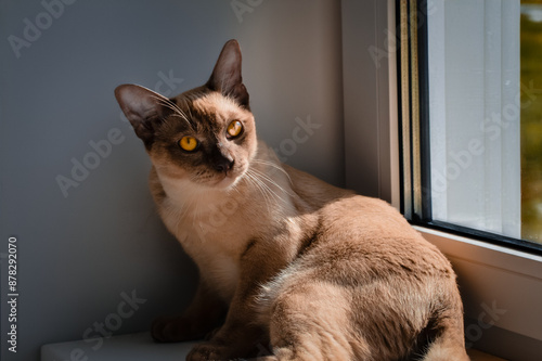 cat on the window