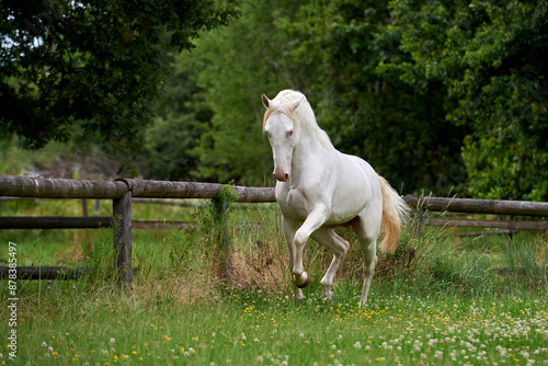 Perlino lusitano stallion trotting in a field