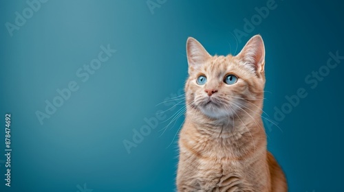 Healthy Cat Portrait: Blue Eyes on Colored Background - Pet Beauty Banner with Copy Space