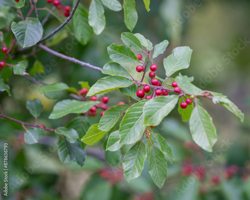 Red berries of alder buckthorn (Rhamnus frangula). Leaves and fruits of the medicinal shrub Frangula alnus, Rhamnus frangula with poisonous black and red berries. Nature background. 