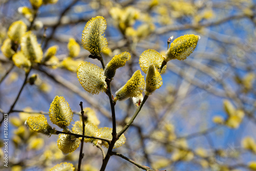 Yellow catkins Salix caprea blooming in spring